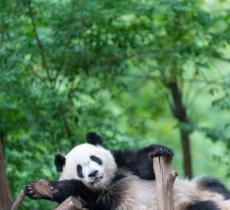 成都大熊猫繁育研究基地